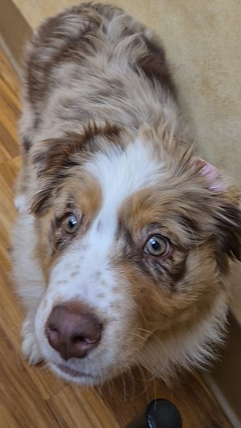 Close up picture of puppy